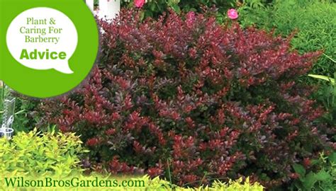 best fertilizer for barberry bushes.